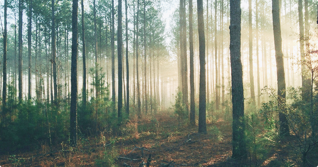 森の背景